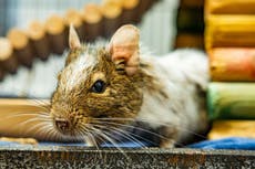 Degú “solitario” busca una pareja tras ser rechazado por otros de su especie