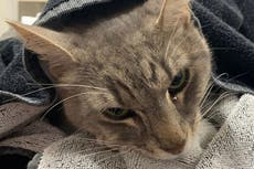 Gato de la familia muere tratando de proteger a los niños pequeños de la serpiente más peligrosa de Australia