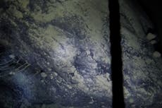 Científicos descubren vida que “no debería existir” debajo de una capa de hielo en la Antártida