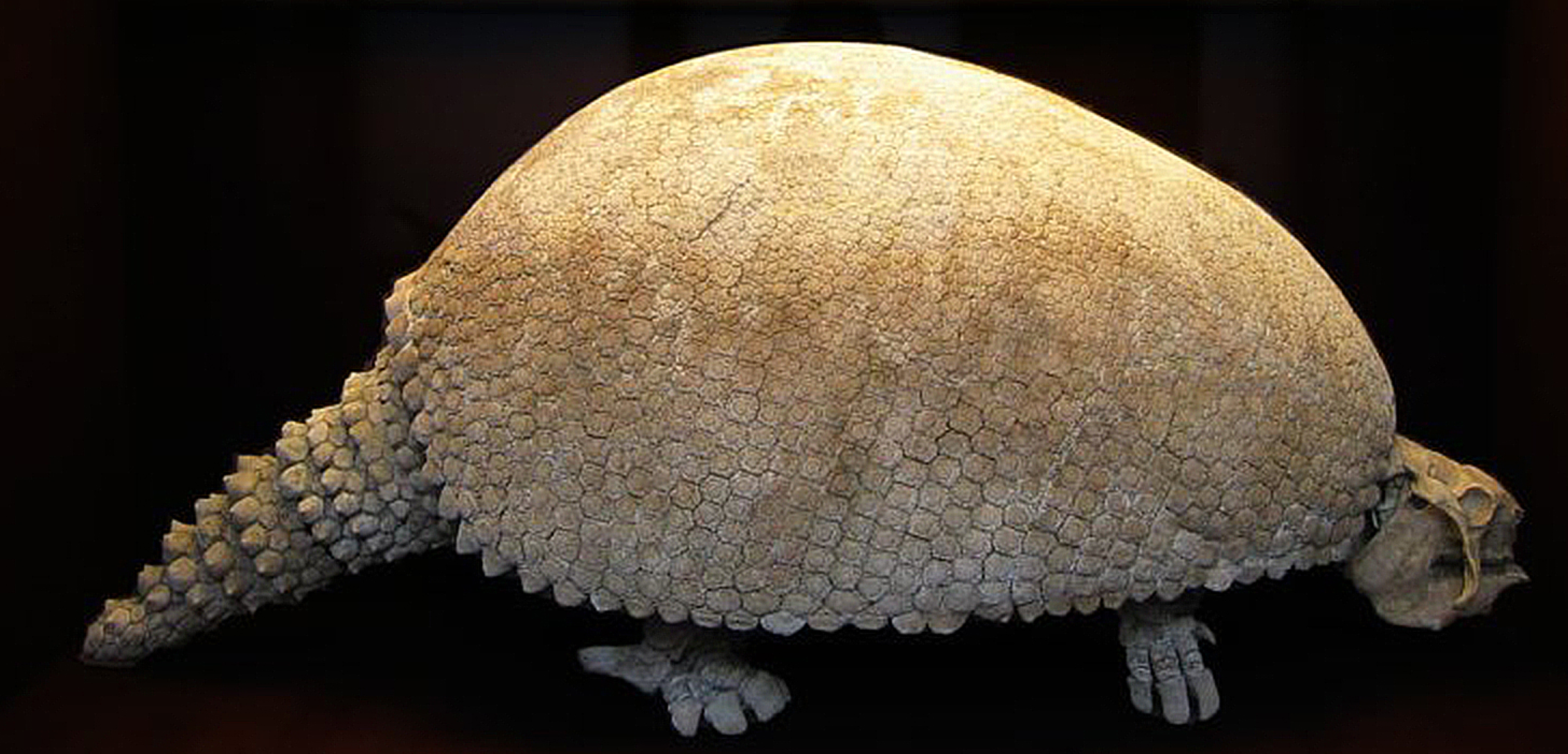 Extinción de los animales más grandes de América del Norte probablemente fue causada por el cambio climático