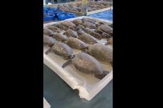 Texas: Rescatan a miles de tortugas en medio de las bajas temperaturas