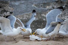 “Demasiado gordas para volar”: gaviotas obesas del Golfo se quedan en tierra después de atiborrarse de comida rápida