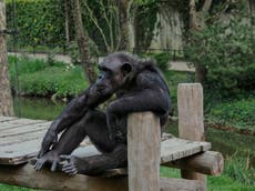 Texas: Un chimpancé y varios monos murieron durante la tormenta invernal en un santuario de animales