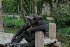 Texas: Un chimpancé y varios monos murieron durante la tormenta invernal en un santuario de animales