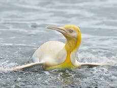 Fotógrafos captaron imágenes de un pingüino amarillo nunca antes visto, en el Atlántico Sur