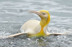 Fotógrafos captaron imágenes de un pingüino amarillo nunca antes visto, en el Atlántico Sur
