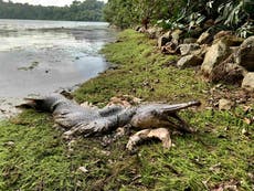 Extraño pez parecido a un lagarto con enormes mandíbulas y dientes afilados es encontrado muerto en Singapur