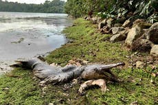 Extraño pez parecido a un lagarto con enormes mandíbulas y dientes afilados es encontrado muerto en Singapur
