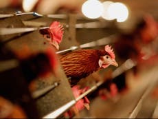 Rusia: Se detectan los primeros casos en humanos del virus de la gripe aviar H5N8