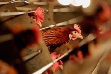 Rusia: Se detectan los primeros casos en humanos del virus de la gripe aviar H5N8