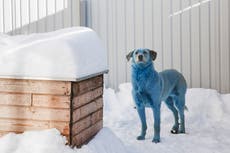 Perros se vuelven azules y verdes en Rusia; veterinarios sospechan de contaminación química