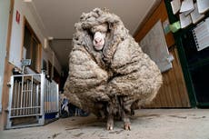 Oveja salvaje arroja 35 kg de lana después del primer corte de pelo en años
