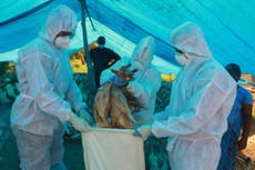 Todo lo que se sabe del nuevo virus de la gripe aviar H5N8