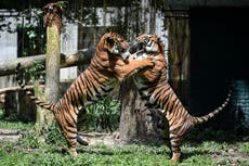 Zoológico anuncia nacimiento de dos cachorros ultra raros de tigre malayo en Singapur