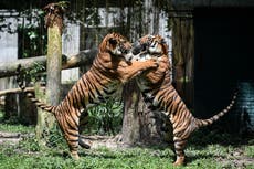 Zoológico anuncia nacimiento de dos cachorros ultra raros de tigre malayo en Singapur