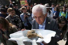 México pretende reducir área de protección de la vaquita marina en peligro de extinción