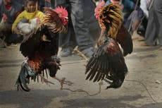 India: Gallo mata a su dueño durante una pelea de gallos ilegal