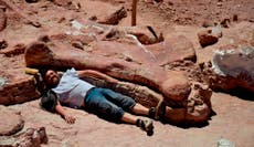 Dinosaurio encontrado en Argentina podría ser el titanosaurio más antiguo jamás descubierto