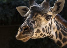 Fallece jirafa en zoológico de Los Ángeles tras parir a una cría muerta