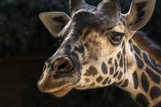 Fallece jirafa en zoológico de Los Ángeles tras parir a una cría muerta