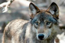 Nativos americanos y grupos de derechos de los animales condenan caza desmedida de lobos