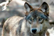 Nativos americanos y grupos de derechos de los animales condenan caza desmedida de lobos