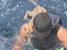 Cuatro gatos son rescatados, por la marina tailandesa, del hundimiento de un barco abandonado 