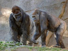 Los gorilas del zoológico de San Diego reciben la vacuna COVID para animales