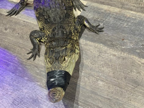 California: Policía encuentra un caimán durante una redada por drogas en una casa