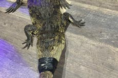 California: Policía encuentra un caimán durante una redada por drogas en una casa