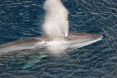 California: Encuentran una cuarta ballena muerta en la bahía de San Francisco