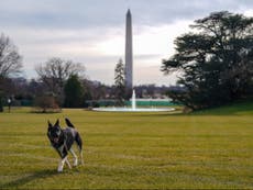 Entrenador de perros de Biden asegura que el estrés de la Casa Blanca fue la causa del incidente 