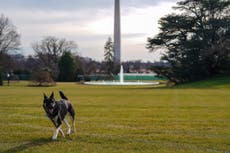 Reportero de la Casa Blanca pregunta si “Major”, el perro de Biden será sacrificado