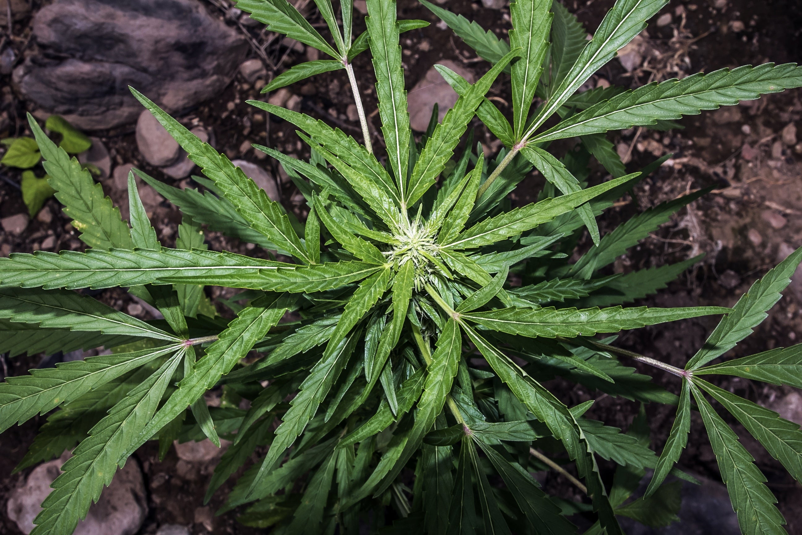 El proyecto de despenalización del cannabis en México va camino a convertirse en ley