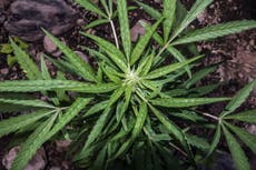 El proyecto de despenalización del cannabis en México va camino a convertirse en ley