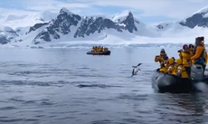 Pingüino escapa de las orcas subiéndose a un barco lleno de turistas