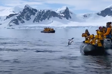 Pingüino escapa de las orcas subiéndose a un barco lleno de turistas