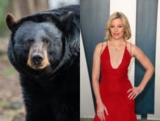 “Cocaine Bear”, la historia del oso que consumió varios kilos de cocaína será llevada a Hollywood