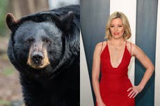 “Cocaine Bear”, la historia del oso que consumió varios kilos de cocaína será llevada a Hollywood