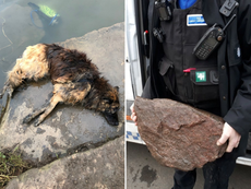 Dueña de perro que ató una piedra pesada a su mascota y lo tiró al río es multada con $110