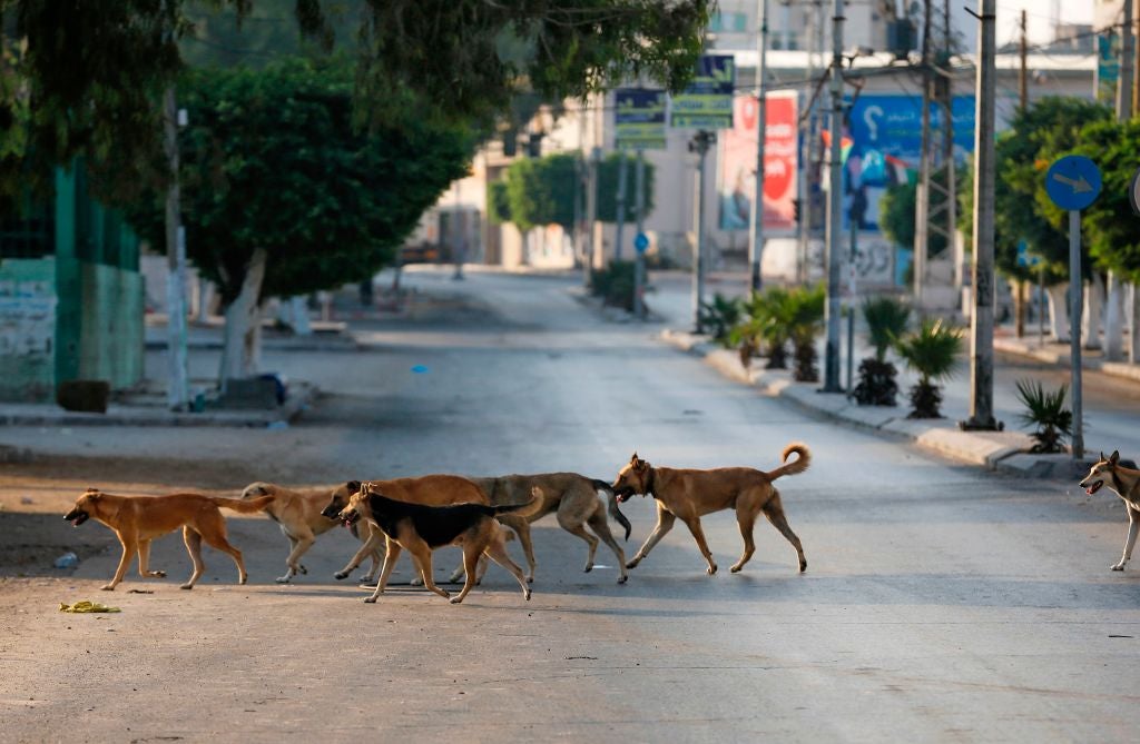 Bolivia: Jauría de perros ataca a una mujer en Cochabamba