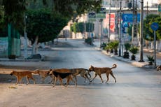 Bolivia: Jauría de perros ataca a una mujer en Cochabamba