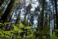 El cambio climático afecta de manera desproporcionada a las mujeres, pero también ellas pueden brindar la solución