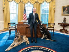 Los perros de Biden, Major y Champ, regresan a la Casa Blanca tras el incidente