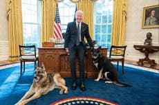 Los perros de Biden, Major y Champ, regresan a la Casa Blanca tras el incidente