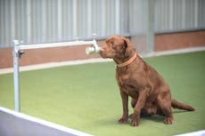 Los perros rastreadores tailandeses tienen una precisión del 95% en la detección de COVID-19 en el sudor humano, revela estudio