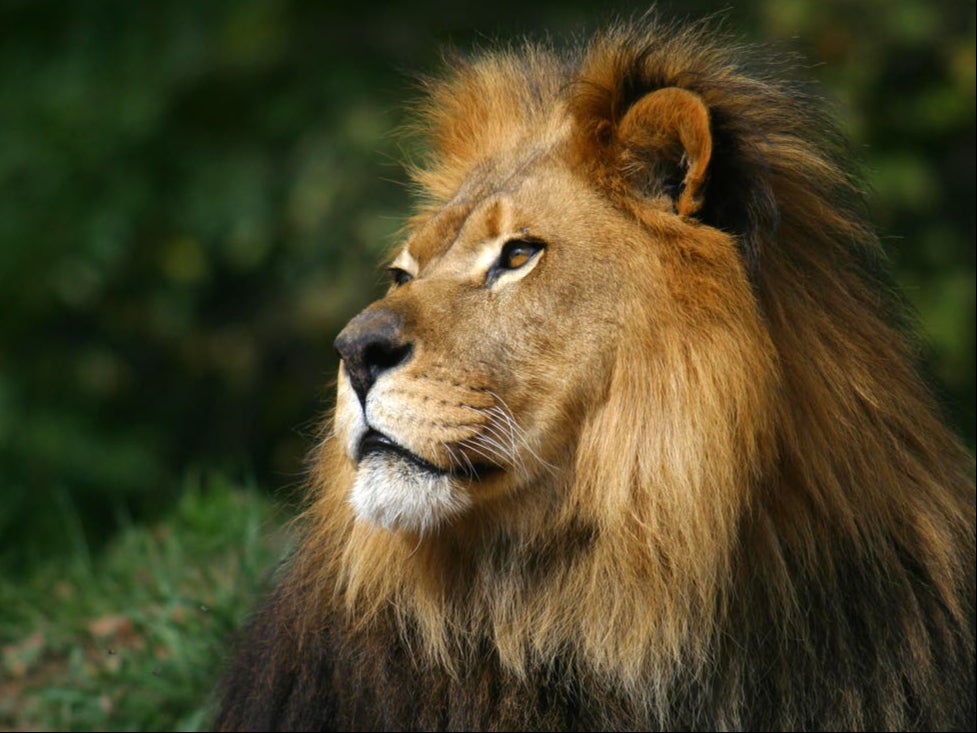 Hombre ebrio fue atacado por un león tras saltar a la jaula en zoológico de la India