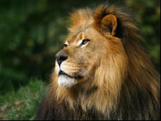 Hombre ebrio fue atacado por un león tras saltar a la jaula en zoológico de la India