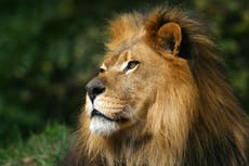 Hombre ebrio fue atacado por un león tras saltar a la jaula en zoológico de la India