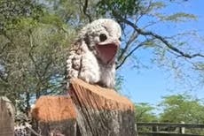 Pájaro fantasma captado en Colombia se vuelve viral gracias a sus lloridos semihumanos